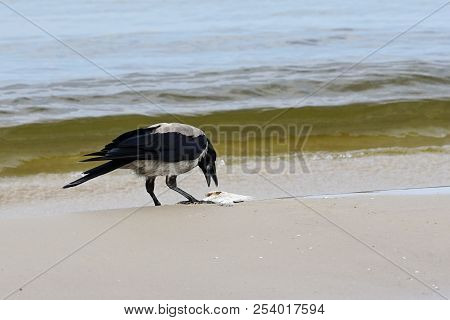 A Gray Crows On The Seashore Eat Dead Fish