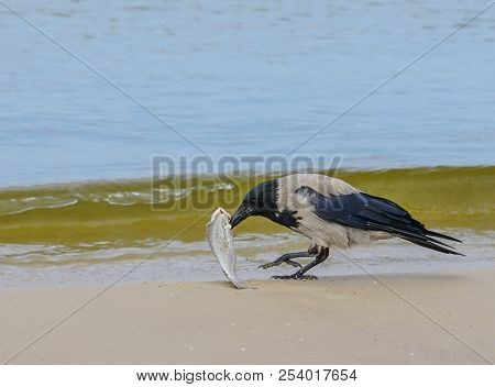 A Gray Crows On The Seashore Eat Dead Fish