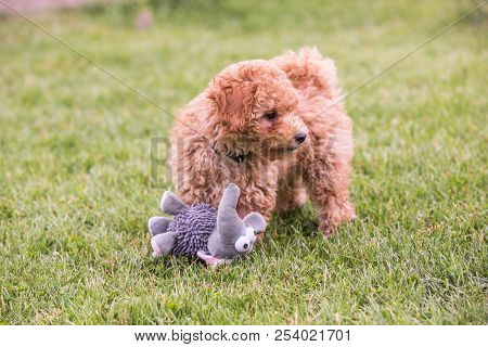 Poodle Brown Puppy Dog Living In Belgium