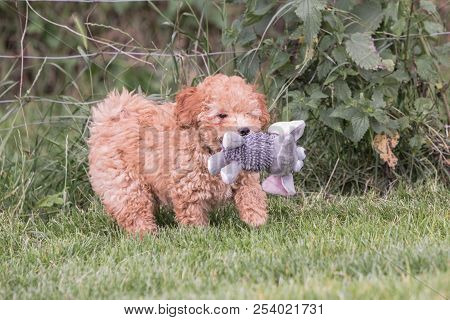 Poodle Brown Puppy Dog Living In Belgium