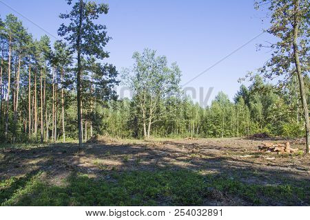 Deforestation Of Beautiful Pristine Forest Areas With Blue Sky