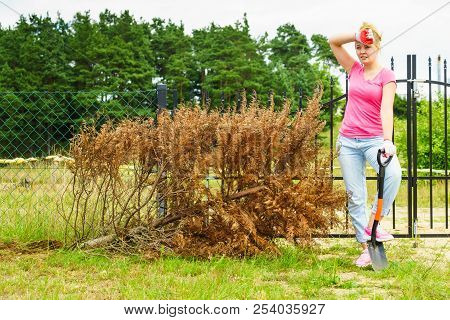Woman Gardener Removing Withered Dried Thuja Tree From Her Backyard. Yard Work Around The House