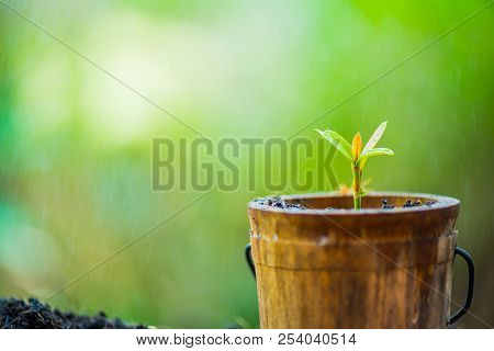 Small Plant Growing In The Garden. Fresh Start Of The Day. Save Environment And New Transformation L