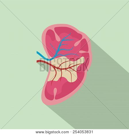 Half Kidney Icon. Flat Illustration Of Half Kidney Icon For Web Design