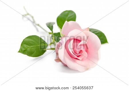 Single Pink Rose Isolated On Whie Background