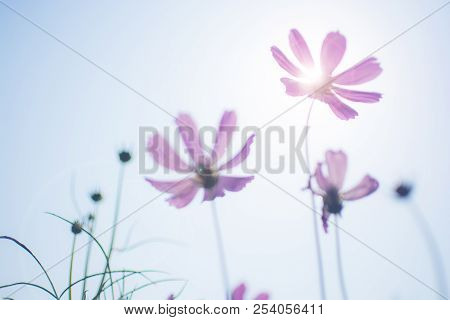 Blurred Pupple Cosmos Flowers  (cosmos Bipinnatus) In The Garden With Sun Light And Len Flares