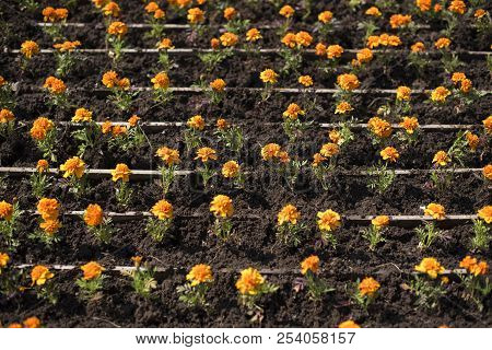 Autumn Orange Flowers On The Land Of Tagetis Bloom In A Row.