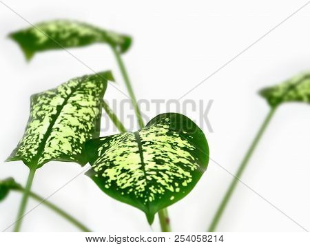 Green Leaves Of Plant Diffenbachia On White Background Toned.
