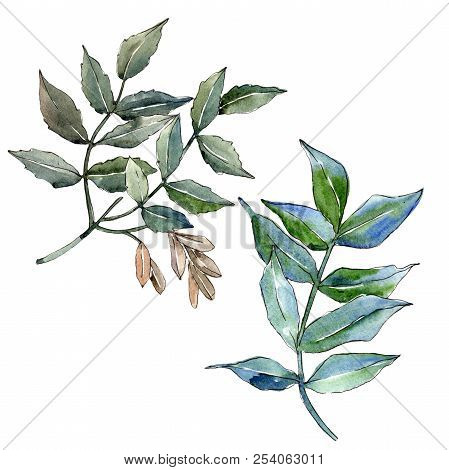 Green Ash Leaves. Leaf Plant Botanical Garden Floral Foliage. Isolated Illustration Element.
