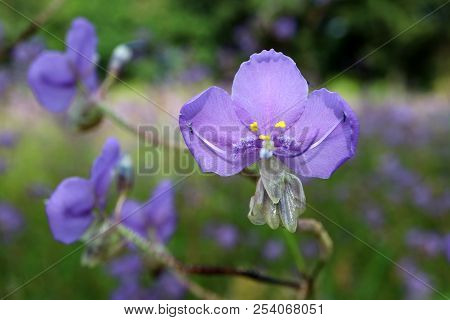 Close-up Of Beautiful Pastel Purple Murdannia Flower In The Flower Field, Selective Focus And Blurre
