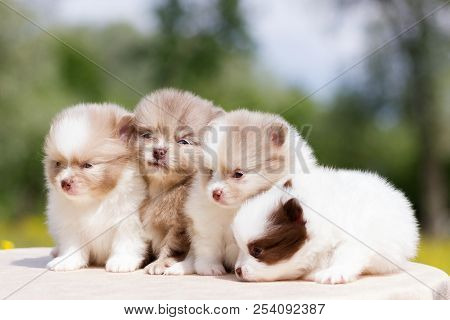 Four Different Colors Of Pomeranian Puppy Sit On Table Outdoor