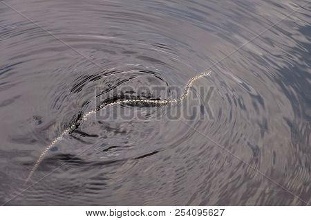 Grass Snake Hunting On The Dark Water