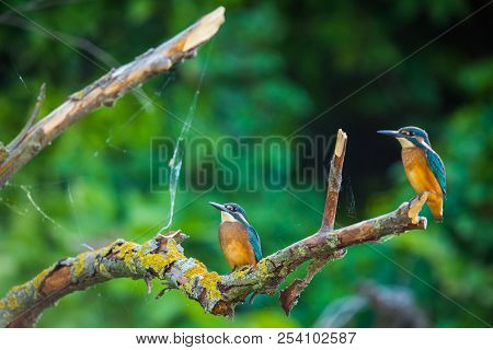 Common European Kingfisher Or Alcedo Atthis Sits On A Stick Above The River And Hunting For Fish. Th