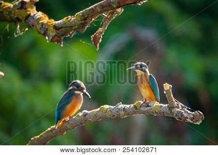 Common European Kingfisher Or Alcedo Atthis Sits On A Stick Above The River And Hunting For Fish. Th