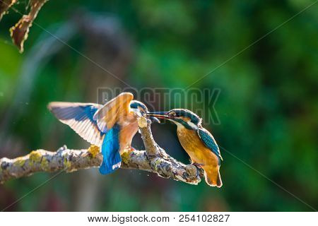 Common European Kingfisher Or Alcedo Atthis Sits On A Stick Above The River And Hunting For Fish. Th