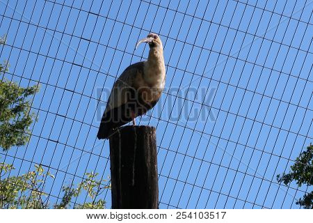 Photography Of A Black-faced Ibis (scientific Name: Theristicus Melanopis)