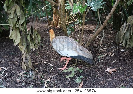Photography Of A Black-faced Ibis (scientific Name: Theristicus Melanopis)