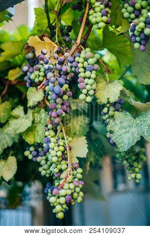 Bunch Og Green And Purple Grapes On The Vine With Leaves.