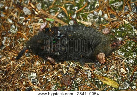 Male Found On The Pavement In The Forest.