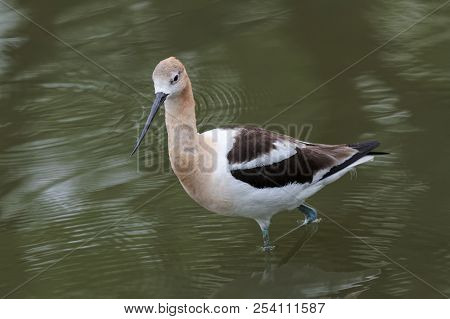The American Avocet Is A Large Wader In The Avocet And Stilt Family, The Avocet Spends Much Of Its T