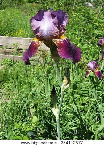 Colorful Irises In The Garden, Perennial Garden. Gardening. Bearded Iris Group Of Purple Irises In T