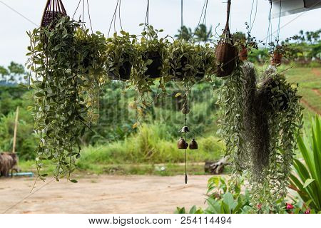 Dischidia Nummularia Variegata Hanging Under The Roof.