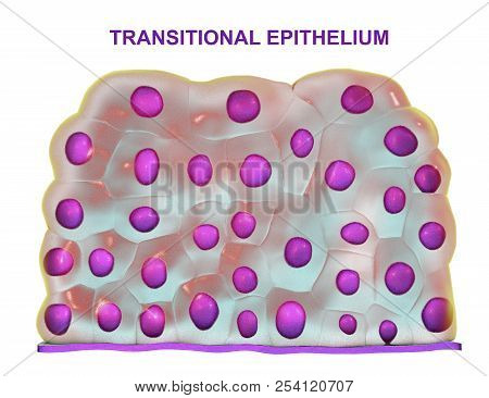 Transitional Epithelium, Found In Urinary Bladder, Urethra And Ureters, 3d Illustration