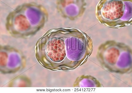 Chlamydia Trachomatis Bacteria, 3d Illustration Showing Reticulate Bodies Of Chlamydia Forming Intra