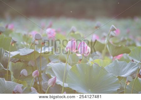 Lots Of Lotus Bushes In A Pond