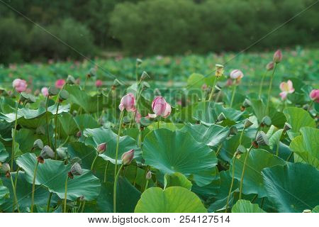 Lots Of Lotus Bushes In A Pond