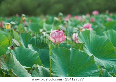 Lots Of Lotus Bushes In A Pond