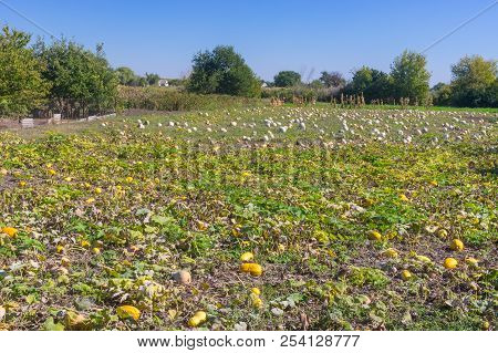 Peasant Field With Pumpkin Using Mostly As Farm Animal Provender In Ukraine