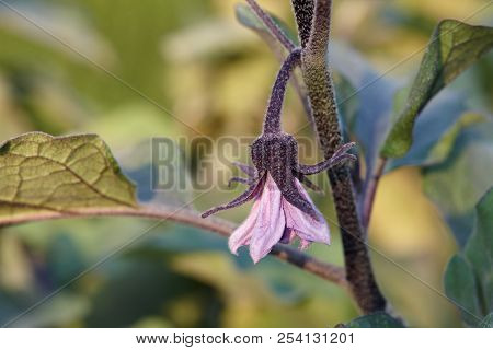 Eggplant Or Aubergine Blossom, Close Up View