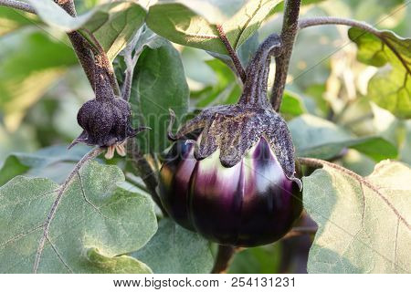 Eggplant Or Aubergine Blossom, Close Up View