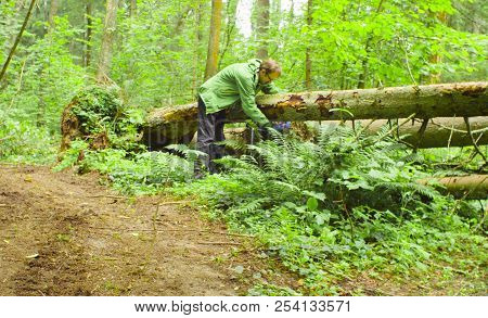 The Ecologist In A Forest Measuring A Tree Trunk