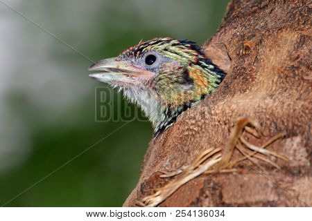 A young crested barbet (Trachyphonus vaillantii) peeking from nesting hole in a tree, South Africa