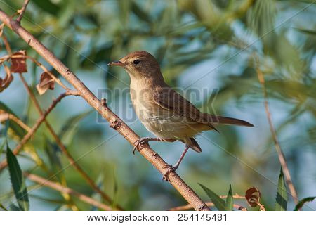 Close-up Of A Blyth's Reed Warbler Sitting On A Branch With A Lichen On A Soft Background Of Leaves.