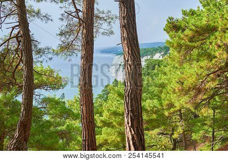 A Breathtaking View From The Relic Pine Forest (pinus Brutia, Turkish Pine) On The Expanses Of The B