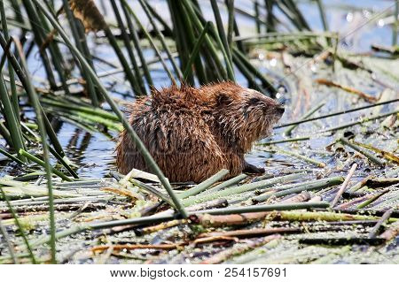 Closeup Of A Muskrat Sitting In Water On Reeds