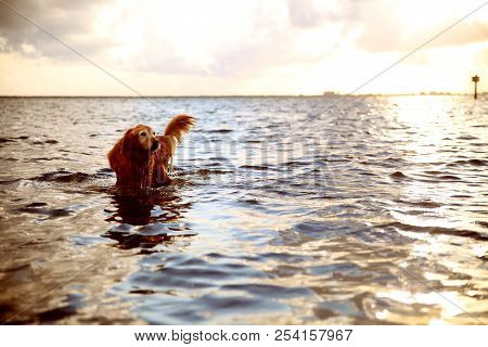 A Puppy In The Beautiful Florida Waters And Sunet