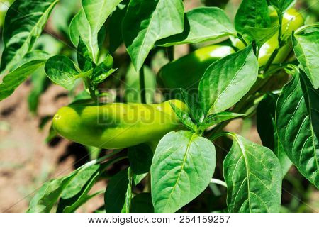 closeup of some sweet Italian peppers ripening in the plant in an organic orchard