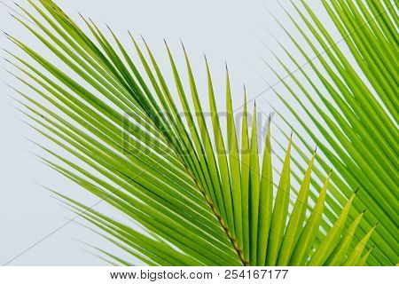 Closeup Coconut Leaves Background Beautiful Motifs Of The Petiole