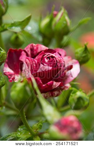 English Harlequin Rose Ferdinand Pichard From Garden