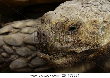 Cropped Shot Of Turtle. Abstract Nature Background.