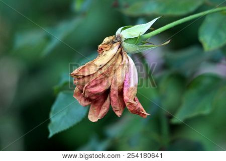 Single Rose With Almost Completely Dried Shrunken And Brittle Petals On Dark Green Leaves And Garden