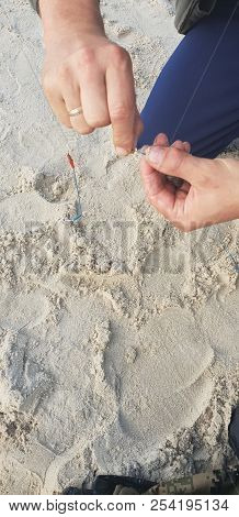 Hooking Shrimps Bait On Hook For Fishing Rod’s System Near Baltic Sea
