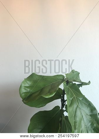 Air Purifier Green Houseplant Ficus Iyrata Or Banyan Tree With Teak Leaf With White Wall On Backgrou