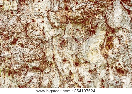 Background Of Conifer Tree Bark. Subcortical Insects. Natural Theme. Yellow Photo Filter.