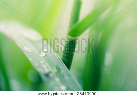 Fresh Green Grass With Dew Drops Close Up. Royalty High Quality Free Stock Image Of Water Drops On T