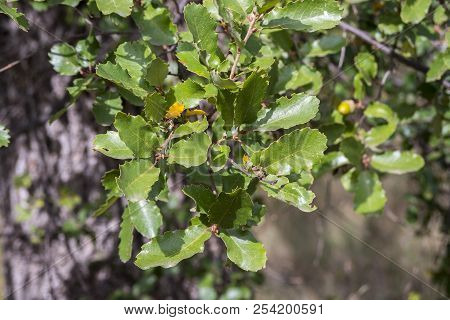 Foliage Of Gall Oak, Quercus Faginea. Photo Taken In Guadalajara Province, Spain.